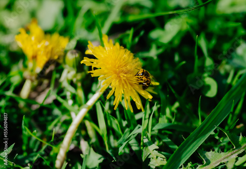 Bee collecting nectar on a spring dandelion. Close-up of a bee on a yellow dandelion among fresh grass, captured in natural sunlight.