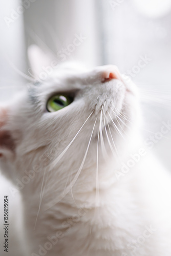 White cat with whiskers and upturned muzzle in soft light. Close-up of a white cat with green eye, gazing upward in soft daylight.