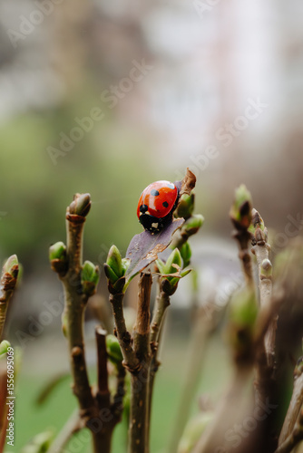 Seven-spot ladybird on a budding twig. Macro shot of a ladybird on a leaf among spring buds, with blurred background highlighting insect detail and nature's freshness.