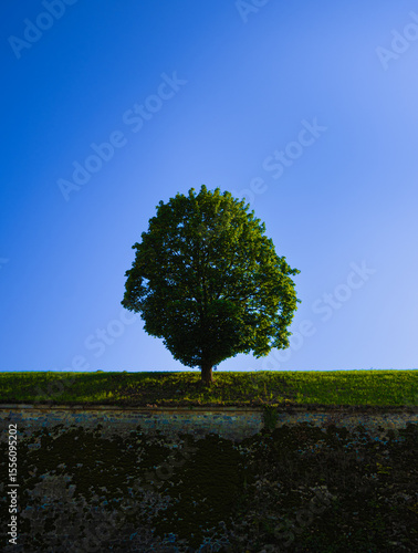 Lone tree on a green slope under blue sky. Minimalist shot of a tree growing on a slope, with strong contrast of blue and green in bright daylight.