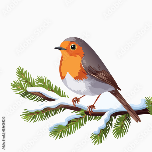A charming European robin perches on a snow-covered evergreen branch, perfect for winter holiday graphics or seasonal nature-themed designs.