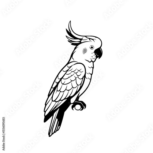 cockatoo parrot