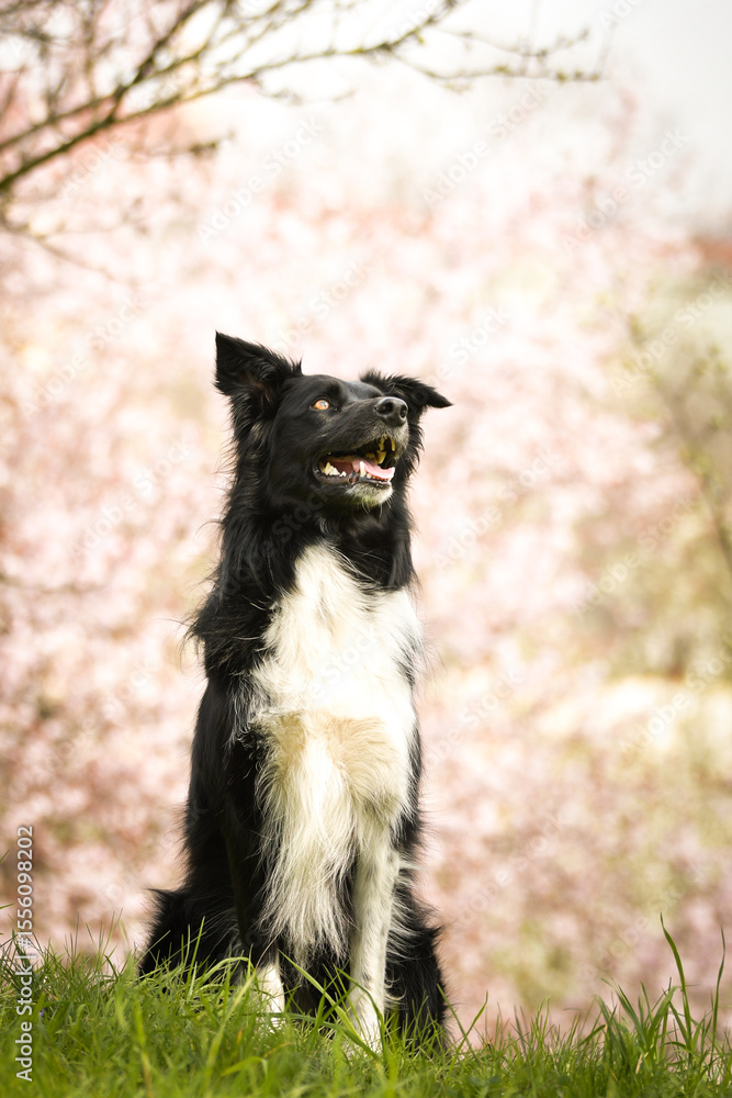 Obraz premium Spring portrait of dog in nature. He is so cute in the nature. He has so lovely face 