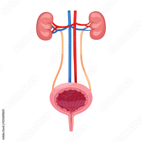 Urinary system human internal organ, kidneys and bladder. Urinary system human internal organ.