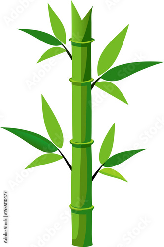 bamboo isolated on white background