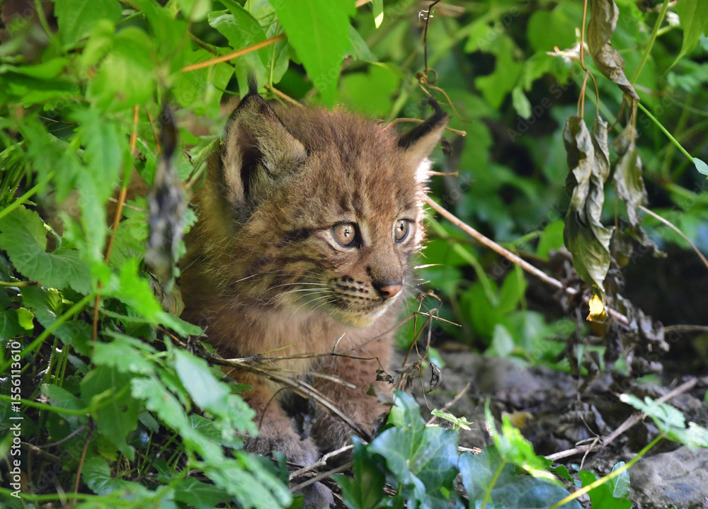 Obraz premium Junger Luchs