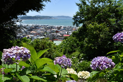 長谷寺のあじさいと海