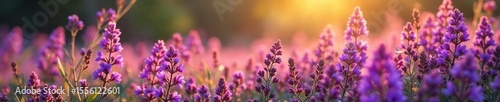 Autumnal Heather in Full Bloom Vibrant Purple Wildflowers Bathed in Soft Sunlight, a Breathtaking Nature Scene Perfect for Seasonal Designs and Nature Photography
