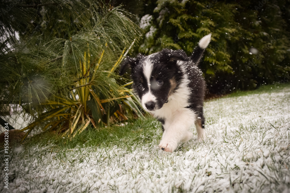 Obraz premium Curious Border Collie Puppy Exploring Snowy Backyard. A young black and white Border Collie puppy is captured mid-step as it explores a lightly snow-dusted lawn. Snowflakes gently fall around the pup,