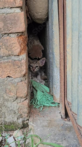 Cute kitten,  animal lover. 