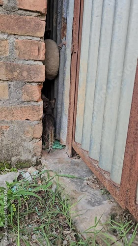 Cute kitten, fur baby, animal lover. 