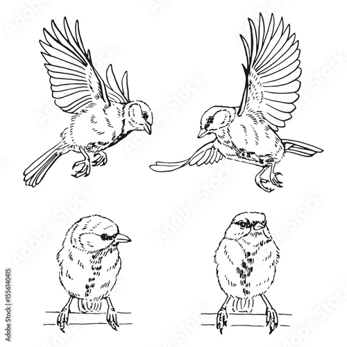 Set of titmouse. Flying bird. Hand drawn vector illustration.