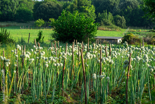 green onion blooming in garden bed, flowering scallion.