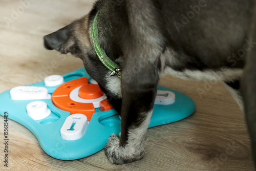 Photography Dog is engaged with colorful intellectual puzzle toy on light wooden floor, high