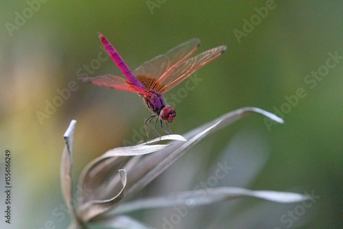 A colourful dragonfly rests on the ends of a dried plant.