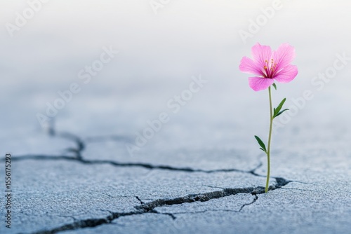 A small pink flower is growing out of a crack in the ground