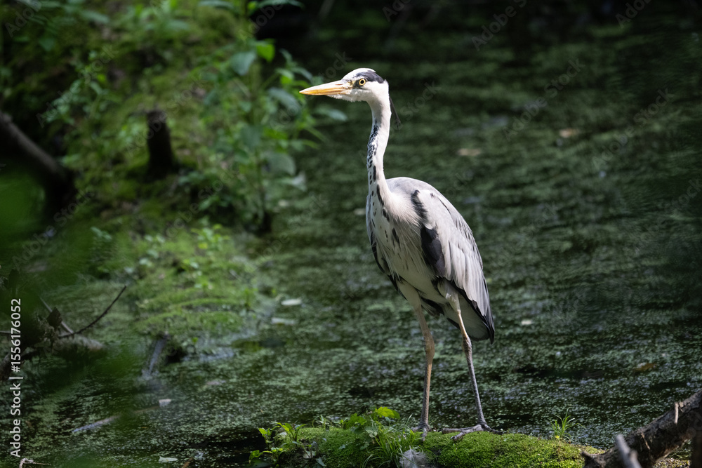 Naklejka premium Colorful kingfisher perched on a branch by a serene river during bright daylight