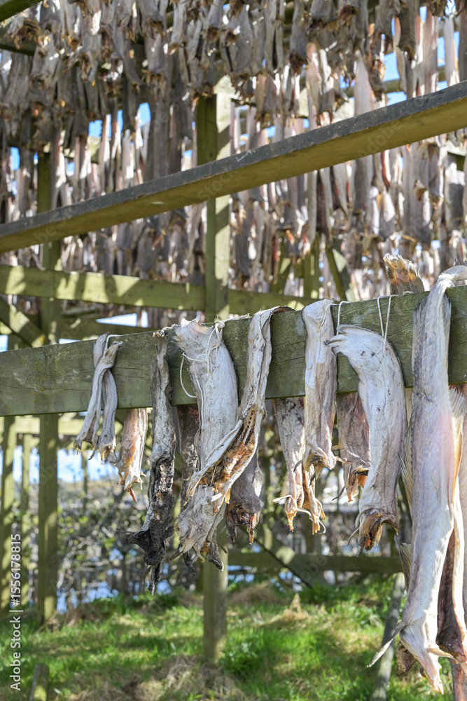 Obraz premium Stockfish - dried fish, dried cod - traditional food in Norway 