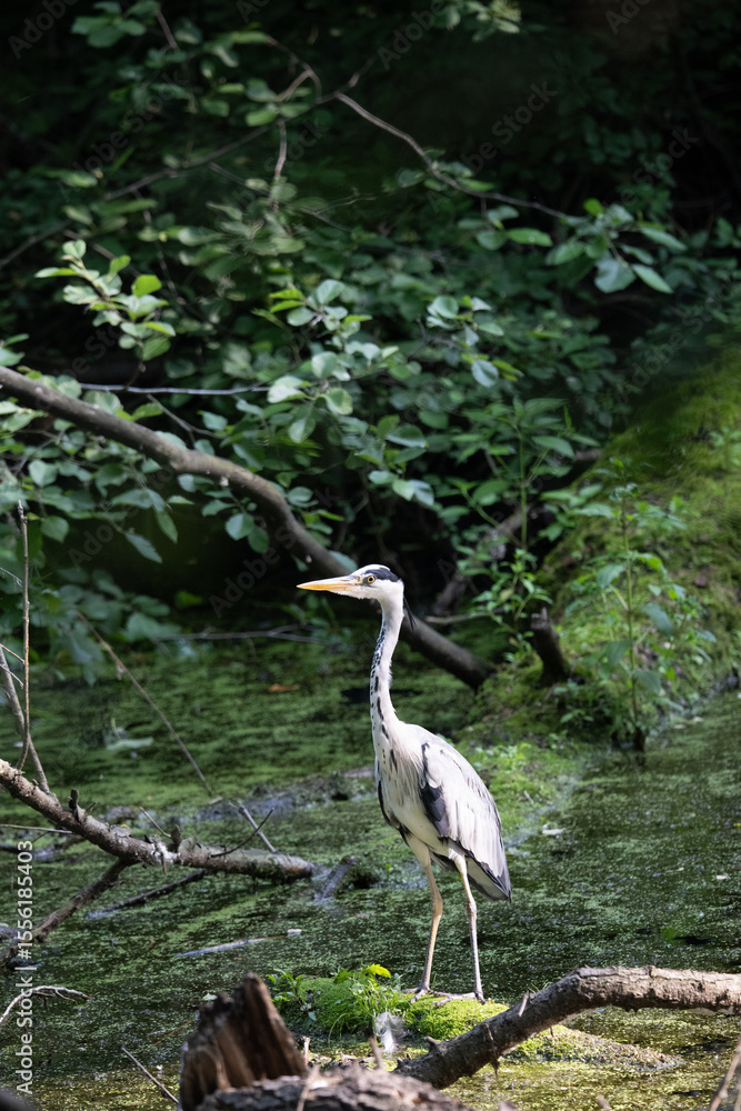 Fototapeta premium Colorful kingfisher perched on a branch by a serene river during bright daylight