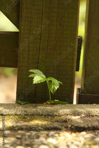 green sprout on the wall