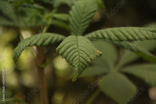 close up of fern leaf