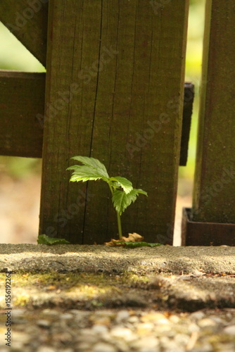 young plant in the garden