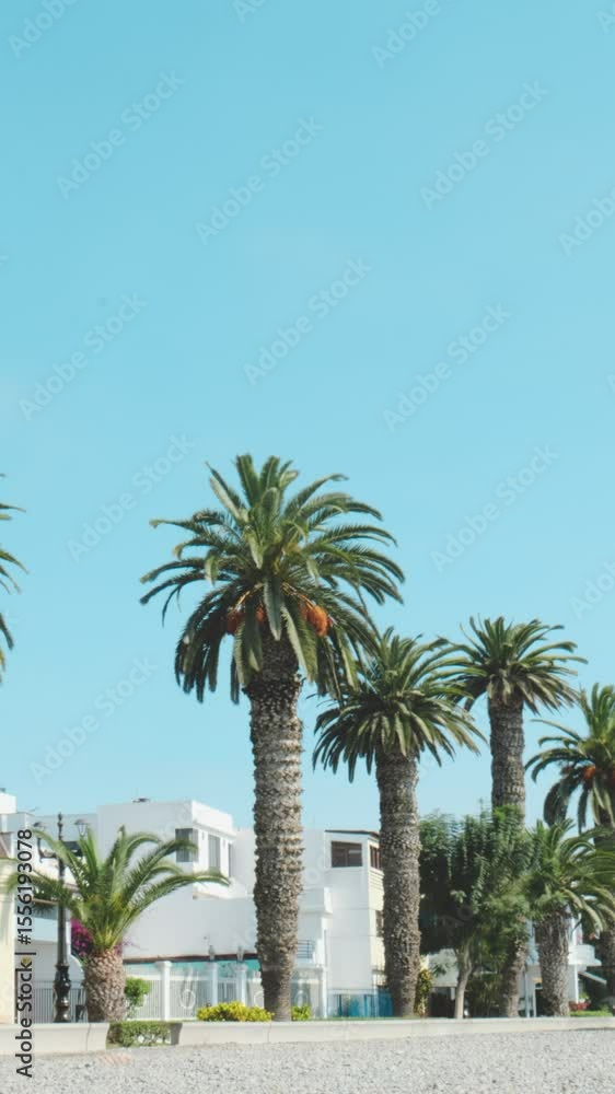 Palm trees swaying gently in the summer breeze against a clear blue sky Palm trees swaying gently in the summer breeze against a clear blue sky