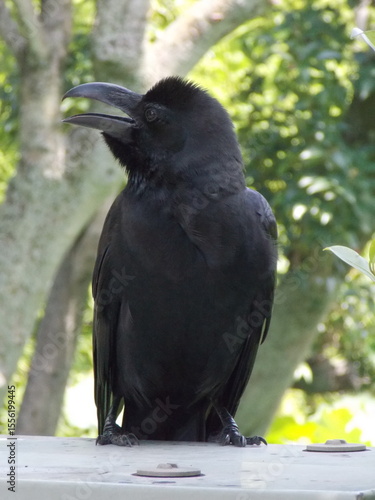 Thick-billed Crow