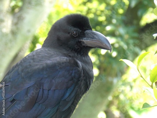 Thick-billed Crow