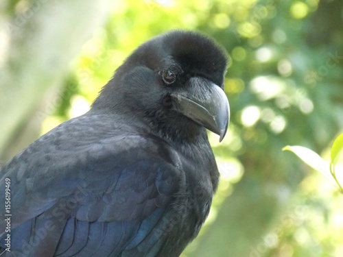 Thick-billed Crow