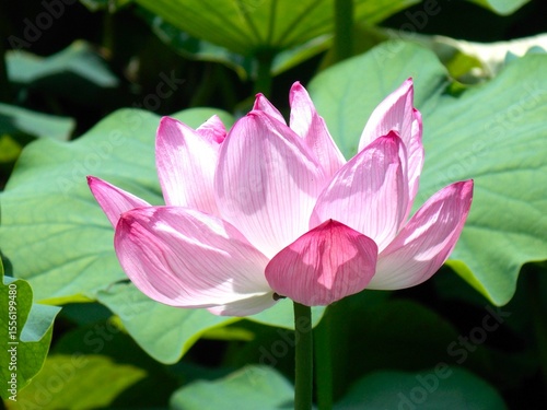 pink lotus in the pond