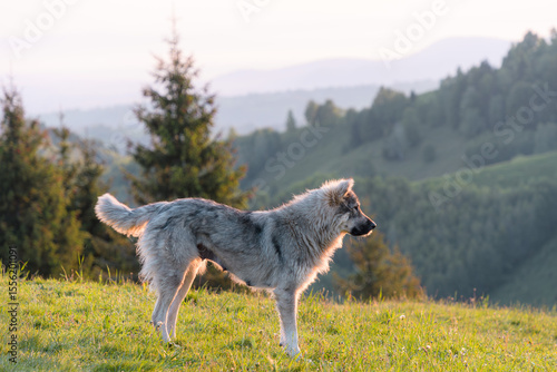 Summer landscape of a Carpathian Shepherd Dog in the sunrise light