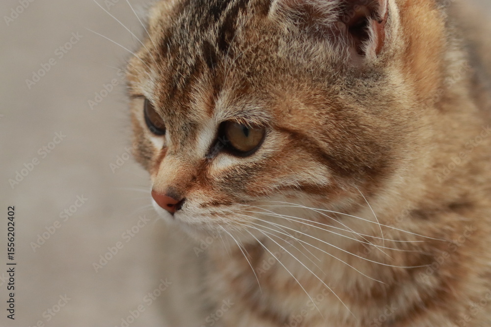 Fototapeta premium 残雪残る北海道で逞しく生きる子猫