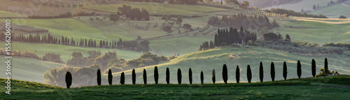 Cypress Tress and vineyards in Tuscany