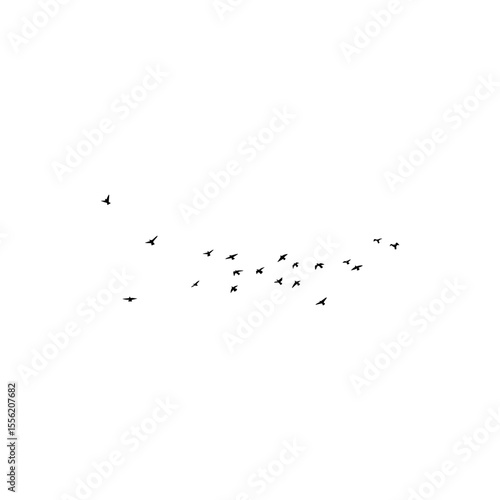 flock of birds flying