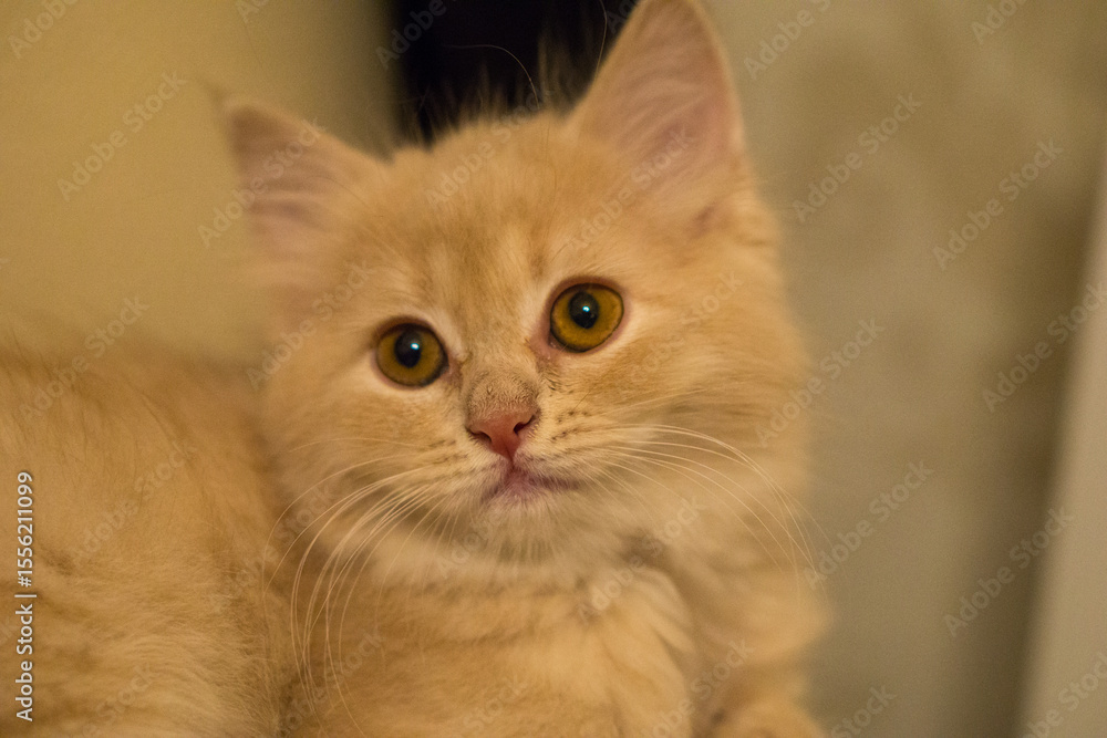 Portrait of a cat Portrait of a cat