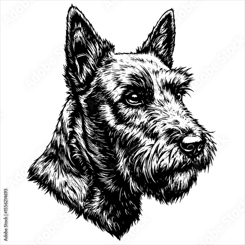 head Scottish dog pet portrait engraving intricate retro hand drawn style line art black and white vector illustration, isolated on white background