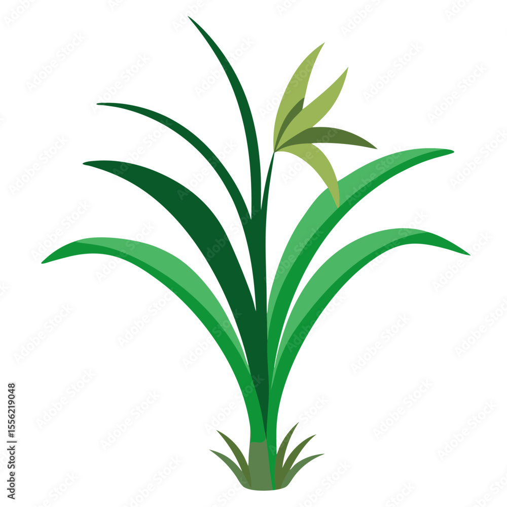 Fototapeta premium anthericum-on-white-background