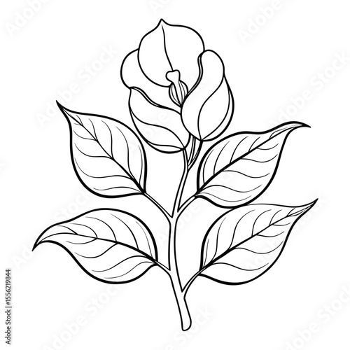 vector black and white flower
