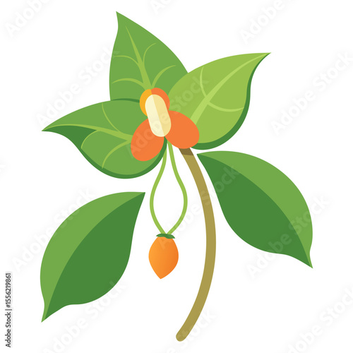  buck-bean-flower-on-white-background 
