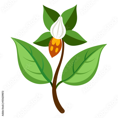  buck-bean-flower-on-white-background 