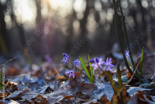 Spring flowers in the forest