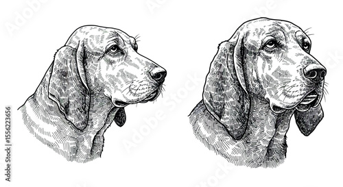 Black and white dog engraving vector illustration for graphic design