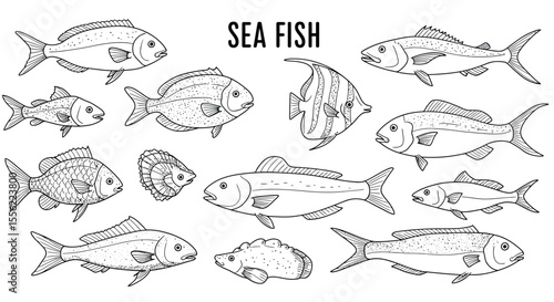 Sea fish vector illustration: hand drawn marine life for design, card, poster