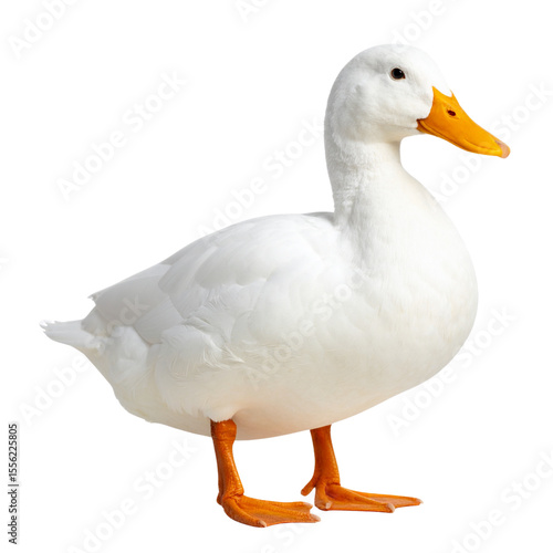  White Domestic Duck with Orange Bill and Feet, isolated on a transparent background