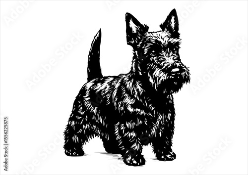Scottish dog pet portrait engraving intricate retro hand drawn style line art black and white vector illustration