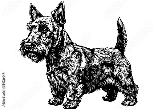 Scottish dog pet portrait engraving intricate retro hand drawn style line art black and white vector illustration