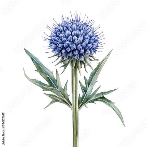 watercolor of A Globe Thistle Stem, vector, isolated on a white background.
