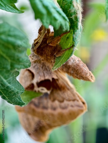 A stunning Polyphemus moth (Antheraea polyphemus) resting on a green leaf in natural daylight. Beautiful night butterfly.