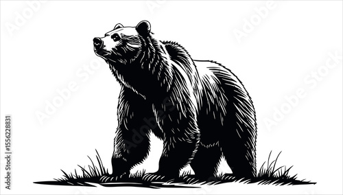 A black and white drawing of a bear